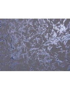 MOON Backed decorative for the interior, Polished effect, Sponged, Sponged, Rolled or Trowelled. 2